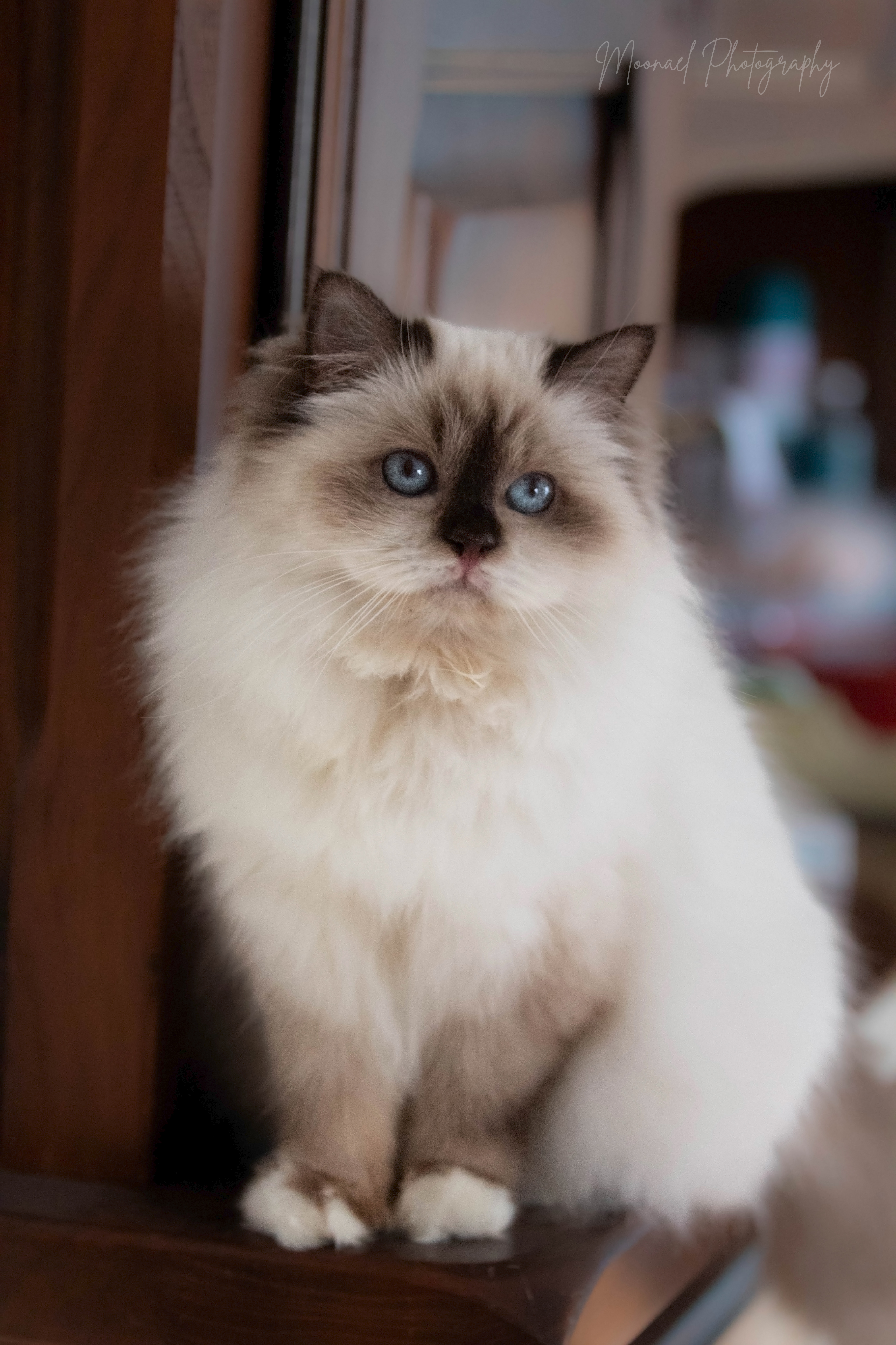 Photo de PEARL OF LUNA Chocolat point